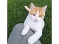 Babykatze KITTY - Mischlingskatzen - Bild 6