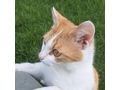 Babykatze KITTY - Mischlingskatzen - Bild 8