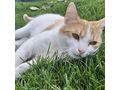 Babykatze KITTY - Mischlingskatzen - Bild 16