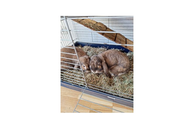 Hasen abzugeben - Kaninchen & Hasen - Bild 1