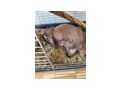 Hasen abzugeben - Kaninchen & Hasen - Bild 4