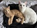 Katzen abzugeben - Mischlingskatzen - Bild 1
