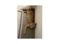 Katzen abzugeben - Mischlingskatzen - Bild 2