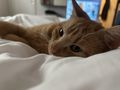 Katzen abzugeben - Mischlingskatzen - Bild 3