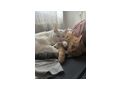 Katzen abzugeben - Mischlingskatzen - Bild 4