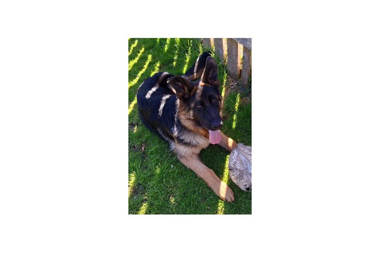 Wachsam Treu - Rassehunde - Bild 1