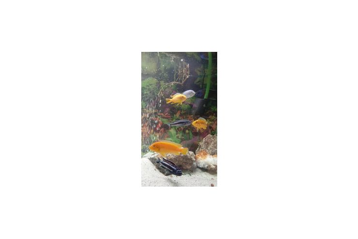 Malawibarsche - Fische - Bild 1