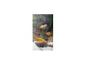 Malawibarsche - Fische - Bild 1
