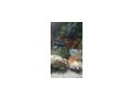 Malawibarsche - Fische - Bild 11