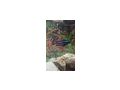 Malawibarsche - Fische - Bild 4