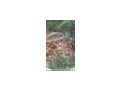 Malawibarsche - Fische - Bild 5