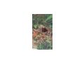 Malawibarsche - Fische - Bild 6