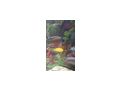 Malawibarsche - Fische - Bild 7
