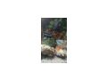 Malawibarsche - Fische - Bild 8