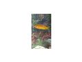 Malawibarsche - Fische - Bild 10