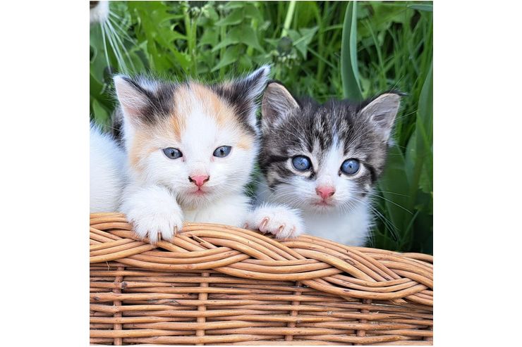 Katzen K�rbchen Babykatze - zu Verschenken - Bild 1