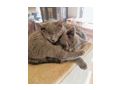3 echte Kart�user Chartreux K�tzchen - Rassekatzen - Bild 1