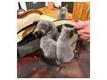 3 echte Kart�user Chartreux K�tzchen - Rassekatzen - Bild 2