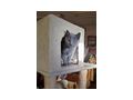 3 echte Kart�user Chartreux K�tzchen - Rassekatzen - Bild 3