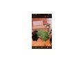 Wer s��en Katerchen adoptieren - Mischlingskatzen - Bild 5