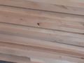 Massivholzplatten Erle 20 26 30 mm - Holzverarbeitung - Bild 1