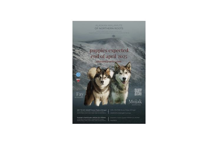 Alaskan Malamute Welpen - Rassehunde - Bild 1