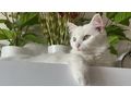 S��es Maincoon Mix M�dchen - Mischlingskatzen - Bild 2