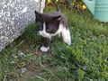 K�tzchen - Mischlingskatzen - Bild 12