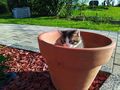 K�tzchen - Mischlingskatzen - Bild 2