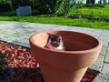 K�tzchen - Mischlingskatzen - Bild 3