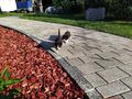 K�tzchen - Mischlingskatzen - Bild 5