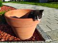 K�tzchen - Mischlingskatzen - Bild 8