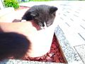 K�tzchen - Mischlingskatzen - Bild 9