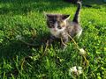 K�tzchen - Mischlingskatzen - Bild 10