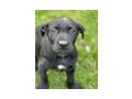 Welpe - Mischlingshunde - Bild 8