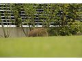Rollrasen Bew�sserung - Gartendekoraktion - Bild 5