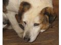 Mabel sehnt Zuhause NOTFALL - Mischlingshunde - Bild 4
