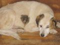 Mabel sehnt Zuhause NOTFALL - Mischlingshunde - Bild 2