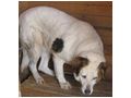 Mabel sehnt Zuhause NOTFALL - Mischlingshunde - Bild 3