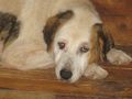 Mabel sehnt Zuhause NOTFALL - Mischlingshunde - Bild 1