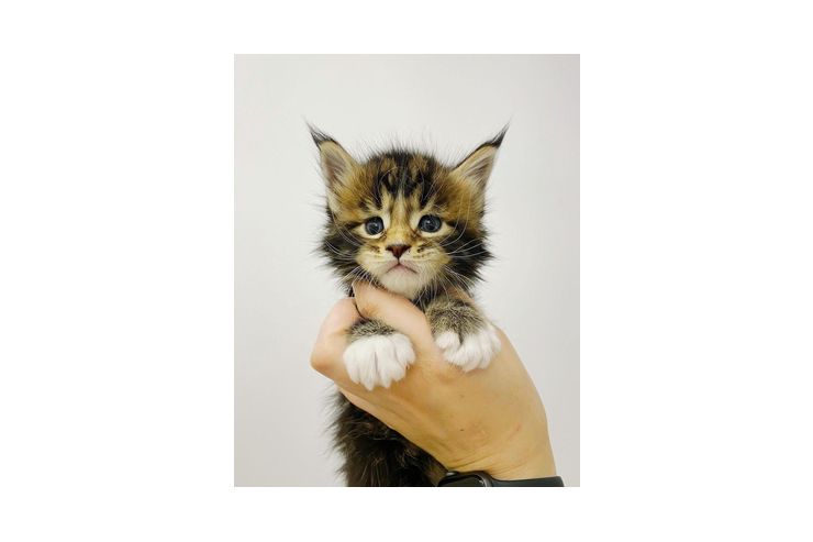 Mainecoon Katzen stehen Verkauf - Mischlingskatzen - Bild 1