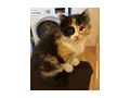 Katzenbaby - Mischlingskatzen - Bild 1
