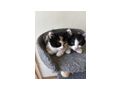Katzenbaby - Mischlingskatzen - Bild 2