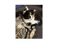 Katzenbaby - Mischlingskatzen - Bild 3