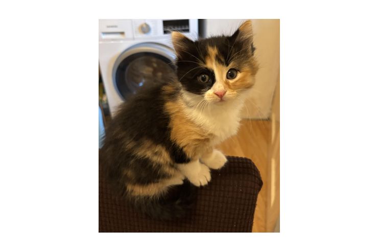 Katzenbaby - Mischlingskatzen - Bild 1