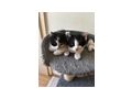 Katzenbaby - Mischlingskatzen - Bild 3