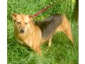 Ena freut SIE NOTFALL - Mischlingshunde - Bild 1