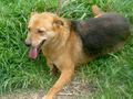 Ena freut SIE NOTFALL - Mischlingshunde - Bild 3