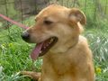 Ena freut SIE NOTFALL - Mischlingshunde - Bild 5