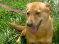 Ena freut SIE NOTFALL - Mischlingshunde - Bild 6